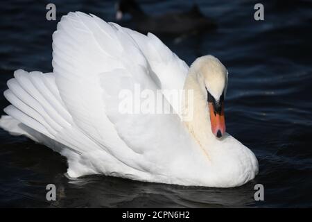 Swans sur le lac de Chasewater dans staffordshire Banque D'Images