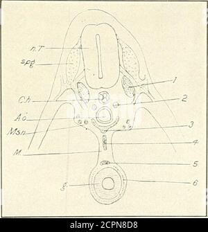 . Le développement du poussin; une introduction à l'embryologie . certainlyresent indifférenciés jusqu'à ce que ceux qui ont un originon ganglionnaire soient déjà entrés dans le coeur. Les nerfs crâniens. Les nerfs de la tête exhiljit un degré muchplus grand d'hétéroonomie que les nerfs spinaux, et, en dépit de beaucoup d'étude, la connaissance de leur développement embryonnaire encore dans un état très insatisfaisant. Les mêmes principes, cependant, s'appliquent au développement des nerfs crâniens et spinalnerfs; les axones des premiers comme ceux de ces derniers arisésoit de neuroblastes médullaires ou ganglionnaires qui sont re-sp Banque D'Images