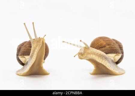 Ensemble de différentes positions d'escargots de raisin isolés sur fond blanc. Deux beaux escargots de raisin parlent Banque D'Images