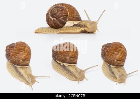 Ensemble de différentes positions d'escargots de raisin isolés sur fond blanc. Quatre beaux escargots de raisin. Banque D'Images