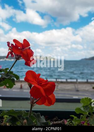 Deux branches avec fleurs de géranium rouge dans un pot à l'extérieur d'une fenêtre avec vue sur le Bosporus à Istanbul, Turquie. Ciel bleu nuageux et mer à l'arrière Banque D'Images