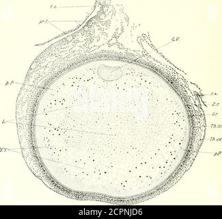 . Le développement de la poussette; une introduction à l'embryologie . f DHollander.selon cet auteur ils sont dérivés, comme les ovules primitifs, de l'épithélium germinal, dans lequel il est d'accord avec la majorité des prédécesseurs. Il déclare que la période de multili( atioii de l'ovo-gonia se termine au moment de l'éclosion; que la période de croissance des théovocytes commence au quatorzième jour d'incubation (sept jours avant l'éclosion), et avant la formation du follicule primordial, qui commence le quatrième jour après l'éclosion. Ainsi, les périodes de multiplication et de croissance se chevauchent. Il Banque D'Images