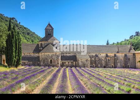 Abbaye de Sénanque près de Gordes, en Provence, en France, entourée de champs de lavande en pleine floraison au début de l'été. Banque D'Images