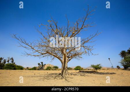 Fonte Vincente, Boa Vista, Cap-Vert - baobab africain, baobab dans l'oasis Fonts Vincente. Banque D'Images