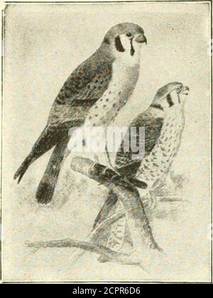 . Animaux sauvages du parc national des Glaciers. Les mammifères, avec des notes sur la physiographie et les zones de vie . 150 ANIMAUX SAUVAGES DU PARC NATIONAL DES GLACIERS. De Biological Survey. Figure 54.—le faucon Sparrow. Adulte a été vu à Glacier Park avec une souris, alors qu'un jeune est assis dans un arbre mort contenant un trou de nidification, et une famille de jeunes vus dans une brûlure le long du sentier SwiftCurrent étaient nourris dans un sommet d'arbre. Deux ont également été vus ATST. Mary Lake pourchassant un faucon, l'andone était fourd à Big Prairie, sur la fourche nord de la Flathehead. Famille PANDIONID^E: Ospreys. Ospret; Fish Hawk : Pandion hall-aiitus carolinensis.— Banque D'Images