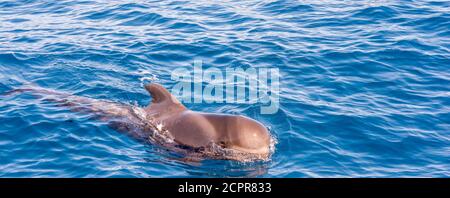 Grande baleine pilote dans l'océan Atlantique au large de la côte De Tenerife en panorama Banque D'Images