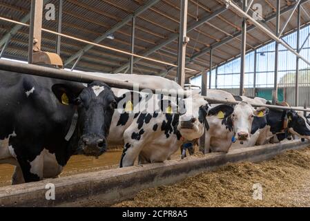 Vaches dans l'étable Banque D'Images