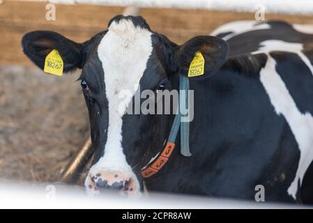 Vache dans l'étable Banque D'Images