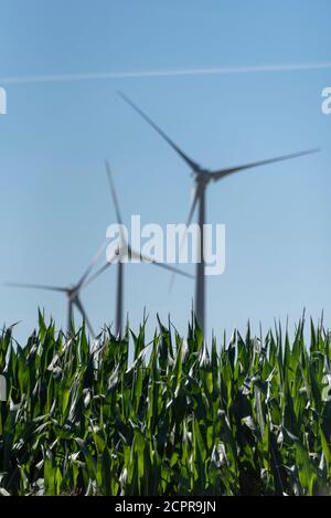 Champ de maïs vert avec éoliennes Banque D'Images