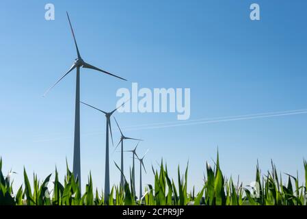 Champ de maïs vert avec éoliennes Banque D'Images