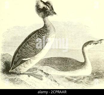 . Un manuel illustré des oiseaux britanniques . PODICIPEDID/E. 705. LE GREBE.PoDiciPES auritus (Liniia^us), SLAVONIEN OU CORNÉ. Le Grebe slavonien est une espèce du nord, et sa présence sur les côtes sud et ouest de l'Angleterre est irrégulière même en hiver; mais à l'est, il est fréquemment rencontré à partir de l'autumnto printemps, en particulier dans Norfolk et à l'embouchure du Humber, ainsi que plus au nord. En Écosse, il est généralement distri-buté des deux côtés, et dans les Hebrides, Orkneys et Shetlandsit est même commun ; alors qu'il ne peut pas être raisonnable de doute que thatone ou deux paires ont été dans la hab Banque D'Images