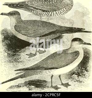 . Un manuel illustré des oiseaux britanniques . LALID.I^. 675. L'ARCTIQUE OU RICHARDSOXNS SKUA. Stercorarius crepidatus (J. F. Cmelin). Le deuxième nom anglais est strictement applicable à une forme sombre de cet oiseau ; mais il est souvent employé, et a le mérite d'être dis-tinctive, alors que le premier a parfois été conféré à l'espèce de thenext. Le Skua xrctique se reproduit sur certains des Shetlands, et il y a plusieurs colonies dans les Orkneys, alors que sur le terrain principal, on peut encore trouver une paire ou deux dans le Sutherland et le Caithness; il niche également à quelques endroits dans les Hébrides extérieures, et très sparinglyon Th Banque D'Images