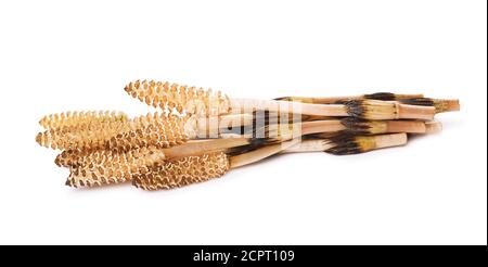 Horsetail isolé sur fond blanc (arvense equisetum), gros plan Banque D'Images