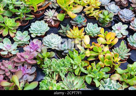 Variété de succulents à vendre dans un centre de jardin à Village Steveston Colombie-Britannique Canada Banque D'Images