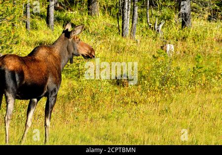 Une femelle d'orignal 'Alces alces', qui cherche à être alerte et prudente dans les régions rurales du Canada de l'Alberta Banque D'Images