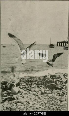 . L'oiseau . invisité et trouvé pour contenir deux oeufs.aucun des oiseaux ne devait être seenn'importe où dans le voisinage (73) Bruant de marais — Melospizageorgiana. Les individus présentent à Newark Meadows les 11 et 19. (74) Chat à la poitrine jaune—Icteriavirens. Personnes présentes les 12 et 20. (75) Coucou à bec jaune—Coccy-zus americanus. Commun sur les contre-courant, 19e, 20e, 26e et 27e. (7G) Swallow à ailes rugueuses—Steig-idopteryx serripennis. Un mâle de ces si)ecies est apparu dans le parc de BranchBrook le 11. (77) Orchard Oriole—Icterus spur-ius. Des individus sont apparus les 12e, 19e et 26e. Banque D'Images