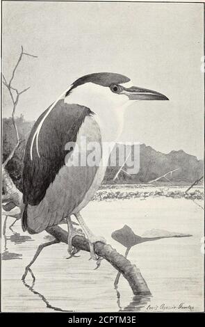 . Manuel des oiseaux de l'ouest des États-Unis, y compris les grandes plaines, le grand bassin, le versant du Pacifique, et la vallée inférieure de Rio Grande . HÉRONS DE NUIT À COURONNE NOIRE, AIGRETTES, AMTERNS 77 NEST. — sur les branches d'arbres et de buissons près de l'eau ; légèrement en bâtonnets et bordés de brindilles. Oeufs : 3 à 6, vert bleuâtre clair. Le héron vert, avec d'autres hérons principalement nocturnes, vit des marécages, des tourbières ou des marais sédatifs, et chache souvent des ruisseaux et des étangs. Lorsqu'il est surpris, il survole avec un cri de l'intestin creux, mais s'allume rapidement sur une souche ou un arbre, en regardant autour d'un cou coudé. Il vit Banque D'Images