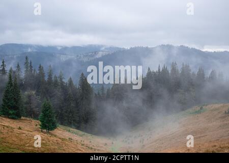 Forêt de pins avec nuages brouillard l'entourant, mystère Banque D'Images