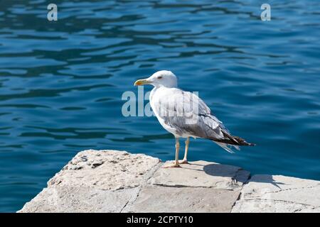 Mouette de mer debout sur la jetée par une belle journée d'été. Banque D'Images