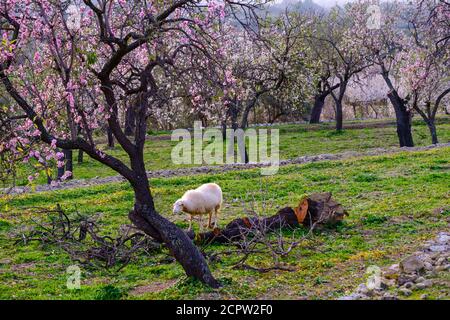 Fleurs d'amandiers, moutons et amandiers roses, près de Selva, Majorque, Iles Baléares, Espagne Banque D'Images