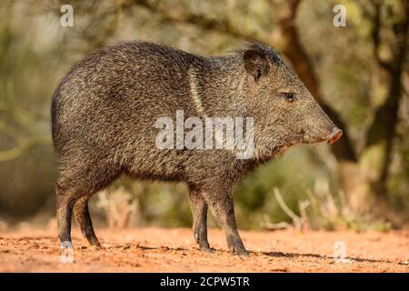 Peccary/javelina (Pecari tajacu), Santa Clara Ranch, comté de Starr, Texas, États-Unis Banque D'Images