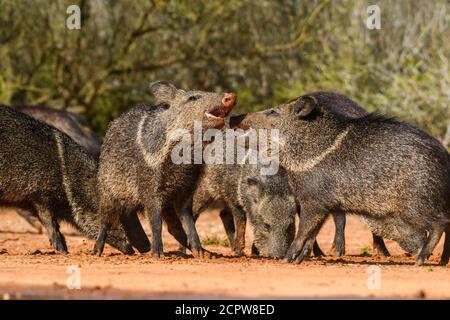 Peccary/javelina (Pecari tajacu), Santa Clara Ranch, comté de Starr, Texas, États-Unis Banque D'Images