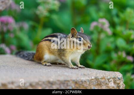 Chipmunk de l'est (Tamias striatus) dans le jardin, Grand Sudbury, Ontario, Canada Banque D'Images