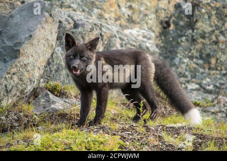 Renard roux (Vulpes vulpes) Morphe noir, Fogo, Terre-Neuve-et-Labrador, T.-N.-L., Canada Banque D'Images