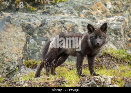 Renard roux (Vulpes vulpes) Morphe noir, Fogo, Terre-Neuve-et-Labrador, T.-N.-L., Canada Banque D'Images