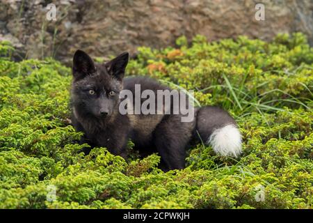 Renard roux (Vulpes vulpes) Morphe noir, Fogo, Terre-Neuve-et-Labrador, T.-N.-L., Canada Banque D'Images