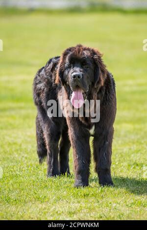 Terre-Neuve-et-Labrador, frères de race pure, courant dans un parc, Fogo, Terre-Neuve-et-Labrador, T.-N.-L., Canada Banque D'Images