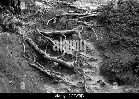 Photo arrière-plan arbre racines dans une forêt dense Banque D'Images