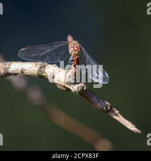 Dülmen, Rhénanie-du-Nord-Westphalie, Allemagne. 19 septembre 2020. Une jolie libellule plus sombre, ou dard commun (Sympetrum striolatum), semble grin comme il baigne au soleil par temps chaud et ensoleillé près d'un étang. Les températures doivent rester chaudes non saisonnières dans le NRW dans les jours à venir. Credit: Imagetraceur/Alamy Live News Banque D'Images