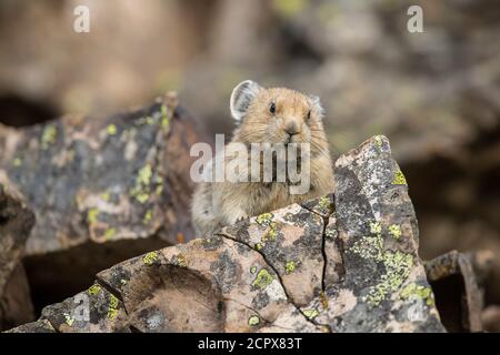 American Pika (Ochotona princeps) sentinelle dans un habitat rocheux typique, parc provincial Peter Lougheed, Alberta, Canada Banque D'Images