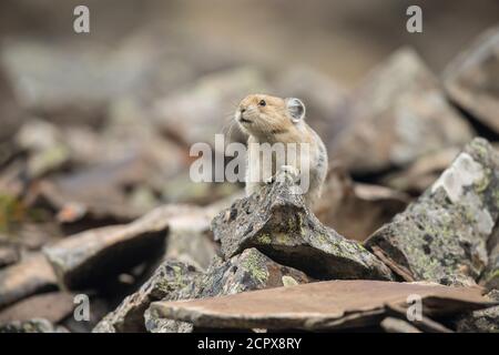 American Pika (Ochotona princeps) sentinelle dans un habitat rocheux typique, parc provincial Peter Lougheed, Alberta, Canada Banque D'Images