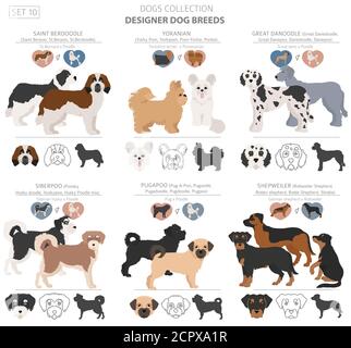 Les chiens concepteur, rocé, mélange hybride de chats collection isolated on white. Télévision clipart chien style défini. Vector illustration Illustration de Vecteur