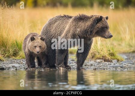 Ours grizzli (Ursus arctos) - mère et premier CUB chassant le saumon sockeye frayant dans une rivière à saumon, Chilcotin Wilderness, BC Interior, Canada Banque D'Images