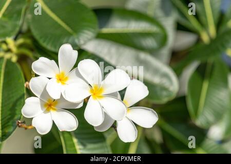 Plumeria blanche fleurit sur le plumeria. Leelawadee, Frangipani Fleur dans le jardin Banque D'Images