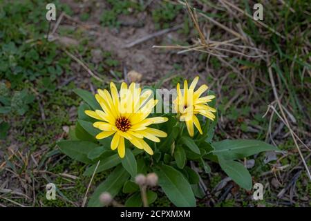 Deux belles fleurs jaunes sur un champ. Arrière-plan vert. Photo de Malmo, dans le sud de la Suède Banque D'Images