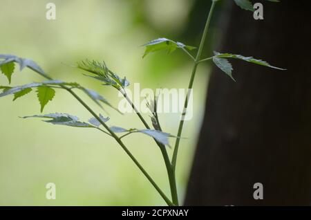 Azadirachta indica - une branche de feuilles de neem. La médecine naturelle. Banque D'Images