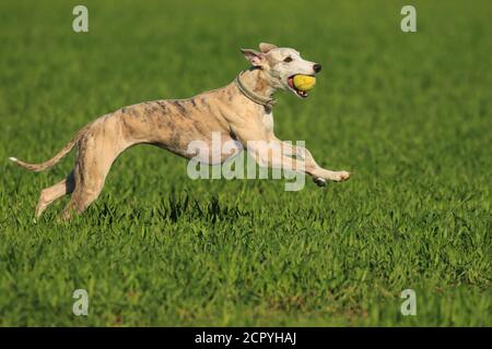 Whippet traverse une prairie Banque D'Images