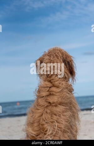 Un jeune chien (Mini Goldendoodle) il est situé sur la plage et donne sur la distance Banque D'Images