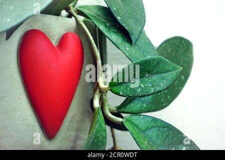 Waxplant hoya carnosa dans un pot en forme de cœur Banque D'Images