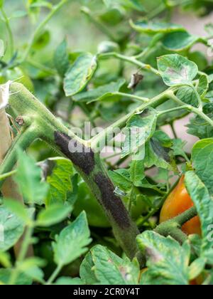 Pourriture de la tige de tomate causée par le champignon Didymella lycopersici Banque D'Images