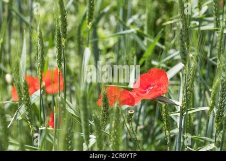 Coquelicots (Papaver rhoeas) dans un champ de céréales à Gütenbachtal, Liesing, Vienne, Autriche Banque D'Images