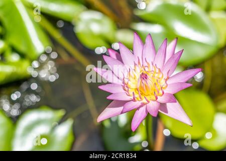 Vue de dessus magnifique fleur rose de lotus dans l'étang. Nénuphar flottant dans l'eau. Banque D'Images