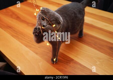 Mignon écossais pliage chat jouer avec noël ornement lumières bokehful image Banque D'Images