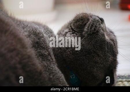 Joli chat écossais avec des yeux ambrés regardant l'appareil photo Banque D'Images