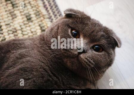 Joli chat écossais avec des yeux ambrés regardant l'appareil photo Banque D'Images