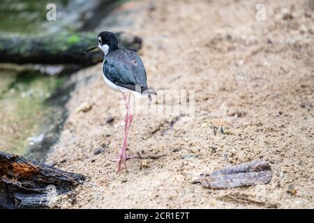 Le stilt à ailes noires Himantopus himantopus est largement distribué Wader à très longues pattes de la famille des Avocet et stilt Recurvirostridae Banque D'Images